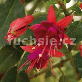 fuchsie Clarin - Fuchsia Clarin