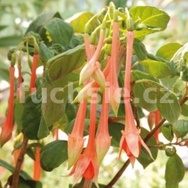 fuchsie Golden Arrow - Fuchsia Golden Arrow