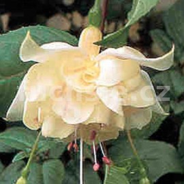 fuchsie Bianca - Fuchsia Bianca