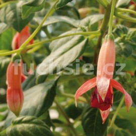 fuchsie Walz Klokkenspel - Fuchsia Walz Klokkenspel