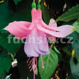 fuchsie Barbanella - Fuchsia Barbanella
