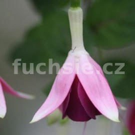 fuchsie Anouchka de Weirdt - Fuchsia Anouchka de Weirdt