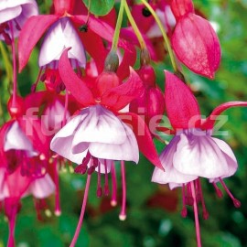 fuchsie Roese Eslie - Fuchsia Roese Eslie