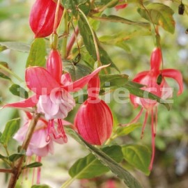 fuchsie Berberis Thunbergii Erecta - Fuchsia Berberis Thunbergii Erecta