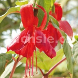 fuchsie Mimulus Aurantiacus - Fuchsia Mimulus Aurantiacus