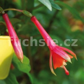 fuchsie Lorea Schwab - Fuchsia Lorea Schwab