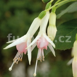 fuchsie Mariana Kelly - Fuchsia Mariana Kelly