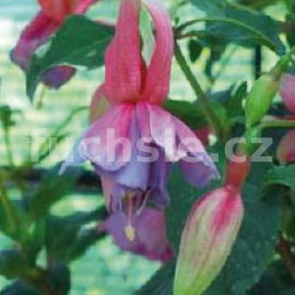 fuchsie Hilda - Fuchsia Hilda