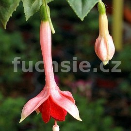 fuchsie Marrus Pearl - Fuchsia Marrus Pearl