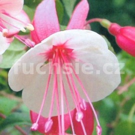 fuchsie Sister Ann Halley - Fuchsia Sister Ann Halley