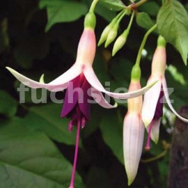 fuchsie Deltas Paljas - Fuchsia Deltas Paljas