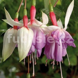 fuchsie Rams Royal - Fuchsia Rams Royal