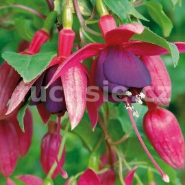 fuchsie Steier Bau - Fuchsia Steier Bau