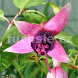 fuchsie Valdis Tinto - Fuchsia Valdis Tinto
