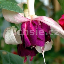 fuchsie Heri Mochara - Fuchsia Heri Mochara