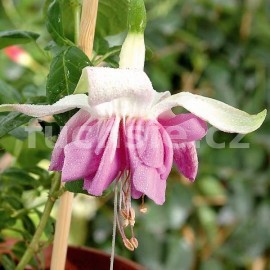 fuchsie More Aplause - Fuchsia More Aplause