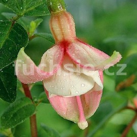 fuchsie Schwarz Pearle - Fuchsia Schwarz Pearle
