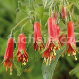 fuchsie Vuuwerk - Fuchsia Vuuwerk