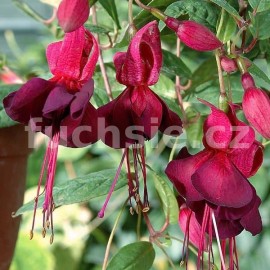 fuchsie Zvarte Dit - Fuchsia Zvarte Dit