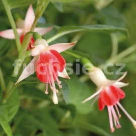 fuchsie Galadriel - Fuchsia Galadriel