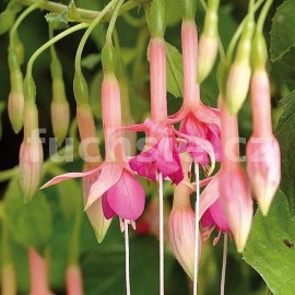 fuchsie Pink Rain - Fuchsia Pink Rain