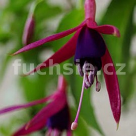 fuchsie Delta's Pim - Fuchsia Delta's Pim