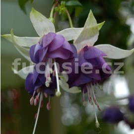 fuchsie Maharani - Fuchsia Maharani