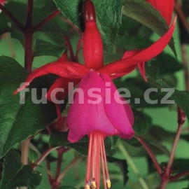 fuchsie Beacon - Fuchsia Beacon