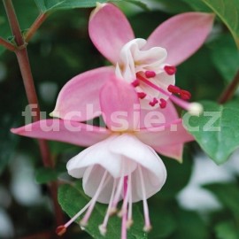 fuchsie Wendy van Wanten - Fuchsia Wendy van Wanten