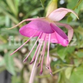 fuchsie Frans Veerman - Fuchsia Frans Veerman