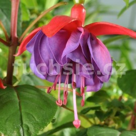 fuchsie Paula Grooger - Fuchsia Paula Grooger