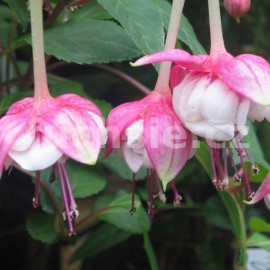 fuchsie Rosse Draco - Fuchsia Rosse Draco