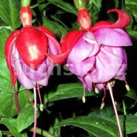 fuchsie Errol - Fuchsia Errol