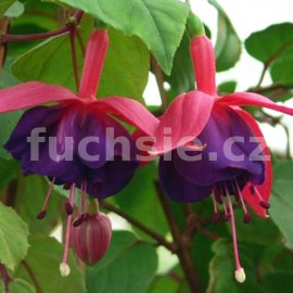 fuchsie Lunter's Trotz - Fuchsia Lunter's Trotz