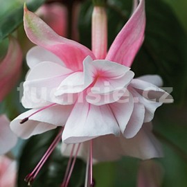 fuchsie Natasha Sinton - Fuchsia Natasha Sinton