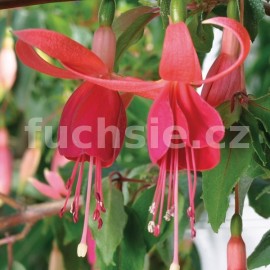 fuchsie Condor - Fuchsia Condor