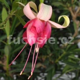fuchsie Jra Cimrman - Fuchsia Jra Cimrman