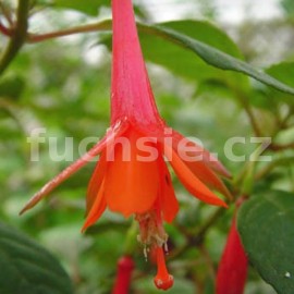 fuchsie Ashley - Fuchsia Ashley