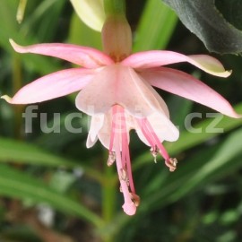 fuchsie Cloverdale Pearl - Fuchsia Cloverdale Pearl