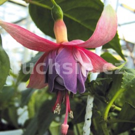 fuchsie Bloemelingen - Fuchsia Bloemelingen