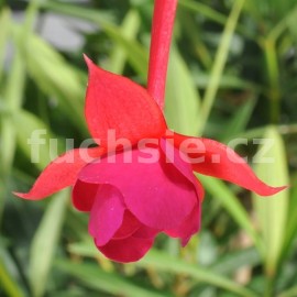 fuchsie Boxberger - Fuchsia Boxberger