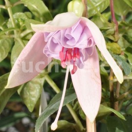 fuchsie Blush O'Dawn - Fuchsia Blush O'Dawn