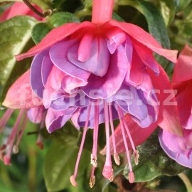 fuchsie Can Can - Fuchsia Can Can