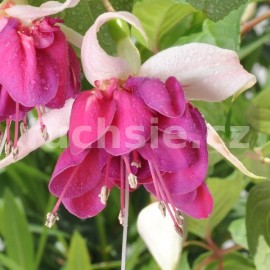 fuchsie David Lockeyer - Fuchsia David Lockeyer