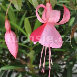 fuchsie Fakko's Kantrintje - Fuchsia Fakko's Kantrintje