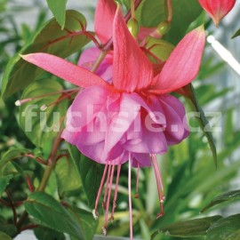 fuchsie Gouden Pater - Fuchsia Gouden Pater