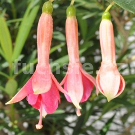 fuchsie Heut's Topas - Fuchsia Heut's Topas
