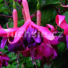 fuchsie Jorge - Fuchsia Jorge