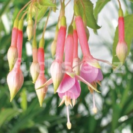 fuchsie John Sarton - Fuchsia John Sarton