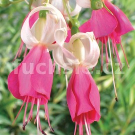 fuchsie Koning Nobel - Fuchsia Koning Nobel